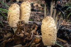 Michael-CHIN-2024-11-Fall-mushrooms-1