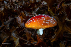 Michael-CHIN-Fall-mushroom