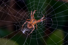 Michael-CHIN-Spider