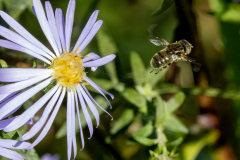 Paul-Rennie-2.-Hover-fly-4S5A4510
