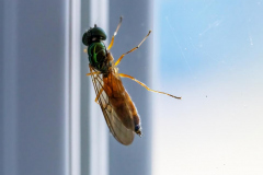 Paul-Rennie-3.-Sargus-soldier-fly