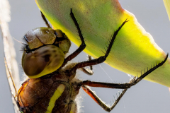 Paul-Rennie-5.-Dragon-fly