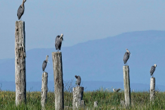 Brenda-Luciuk-Herons-Preening-Synchronized-Preening