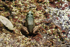 Dorothy-dorothy_1_OpenGallery-DSC01654-Green-Frog-with-dorsolateral-ridges-lines-behind-eeach-eye