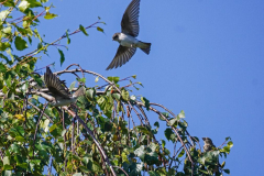 Dorothy-dorothy_2_OpenGallery-DSC01858-Violet-Green-Swallows-friend1