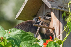 Dorothy-dorothy_3_OpenGallery-DSC02364-Tree-Swallow-Feeding-Baby1