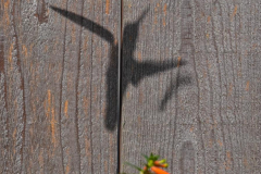 Dorothy-dorothy_4_OpenGallery-DSC02815-Annas-Shadow1