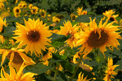 Francis-Sunflower-2-