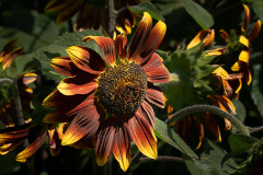 Francis-Sunflower-3