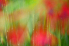 Lien-Abstract-Flowers