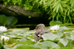 Lien-Mallard-Dozing