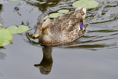 Lien-Mallard-Reflection