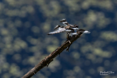 michael-chin-12-spotted-skimmer