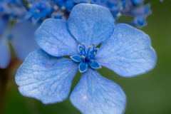 michael-chin-Hydrangea-2