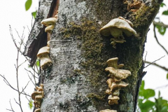 Dorothy-Singleton-dorothy_3_IntLands.-DSC09447-Mushrooms1