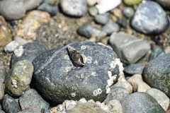 Dorothy-Singleton-dorothy_4_IntLands.-DSC00606-Cone-Shell1