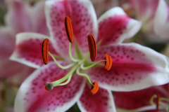 Geraldine-J-Boretta-upclose