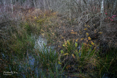 Michael-CHIN-Intimate-landscape-1