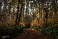 Michael-CHIN-Intimate-landscape-4