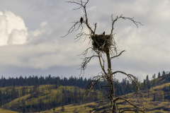 Paul-Rennie-1.-Eagles-nest-in-Rockies