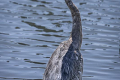 Chuck-Vaugeois-Immature-Blue-Heron_1
