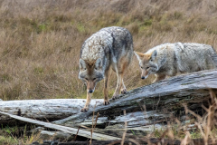Paul-Rennie-1.-coyotes-on-west-dyke
