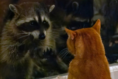 Paul-Rennie-2.-Ginger-arguing-with-raccoon