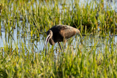 Paul-Rennie-3.-Ibis-in-Richmond