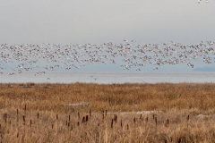 Paul-Rennie-4.-flock-of-snow-geese