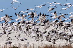 Paul-Rennie-5.-Close-up-of-snow-geese-flock