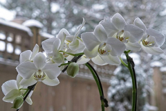 Brenda-Luciuk-Orchids
