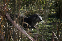 Brenda-Luciuk-Otter