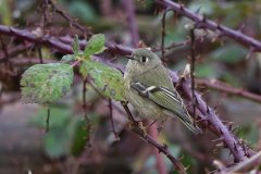 Brenda-Luciuk-Ruby-Crowned-Kinglet