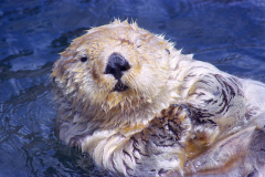 Cliff-1_Sea-Otter-1