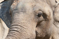 Cliff-3_Elephant_Portland-Zoo
