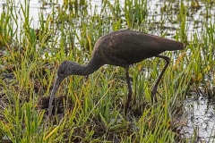 Dorothy-Singleton-dorothy_1_Open-Gallery-DSC02304-White-faced-Ibis1