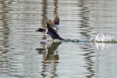 Dorothy-Singleton-dorothy_4_Open-Gallery-DSC03182-Common-Goldeneye-f2