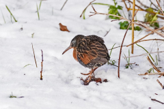 Dorothy-Singleton-dorothy_5_Open-Gallery-DSC03779-Virginia-Rail1