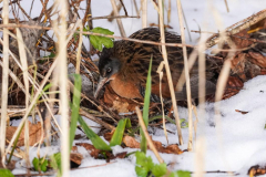 Dorothy-Singleton-dorothy_6_Open-Gallery-DSC03786-Virginia-Rail1