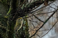 Michael-CHIN-Golden-crowned-kinglet-TN