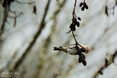 Michael-CHIN-Pine-siskin-TN-2