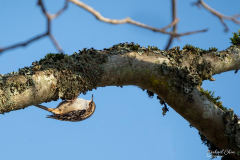 Michael-CHIN-Tree-creeper-TN