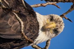 Brenda-Luciuk-Bald-Eagle-3