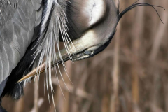 Brenda-Luciuk-Heron-Preen
