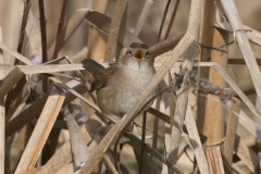 Brenda-Luciuk-Marsh-Wren-TN
