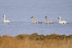 Brenda-Luciuk-Trumpeter-Swan-Family