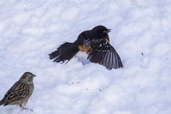Dorothy-Singleton-dorothy_1_OpenGallery-DSC03752-Spotted-Towhee-Mantling1