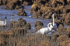 Dorothy-Singleton-dorothy_3_Open-Gallery-DSC04040-Trumpeter-Swans1