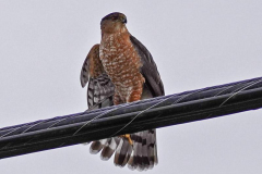 Dorothy-Singleton-dorothy_4_Open-Gallery-DSC04168-Male-Coopers-Hawk2
