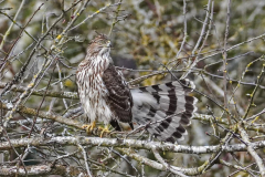Dorothy-Singleton-dorothy_5_Open-Gallery-DSC04447-Juvie-Coopers-Hawk1